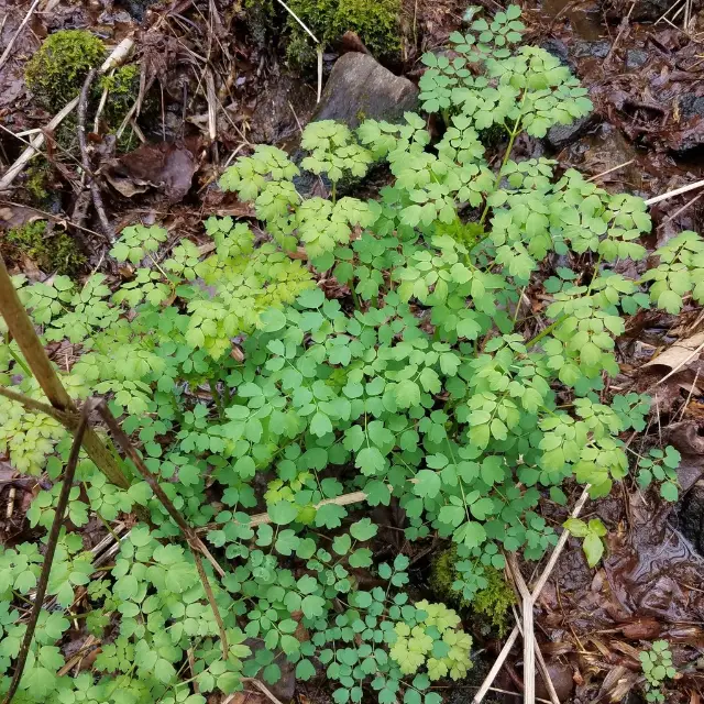 Tall meadow-rue, winter