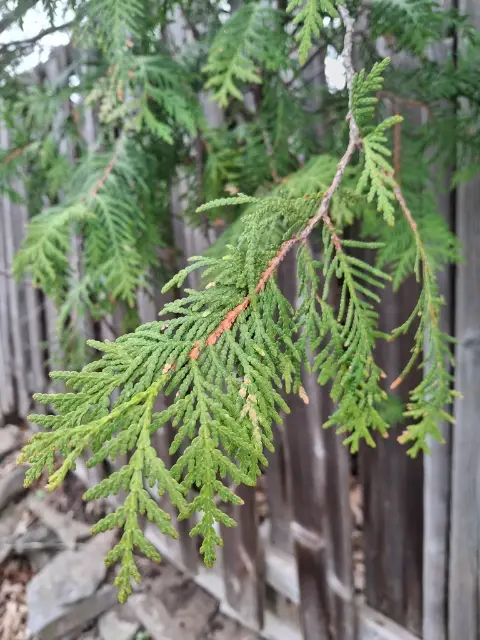 eastern white cedar, emergence
