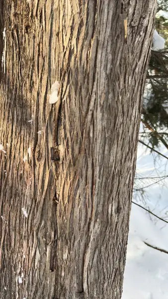 eastern white cedar, fall