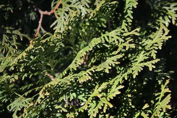 eastern white cedar, flower