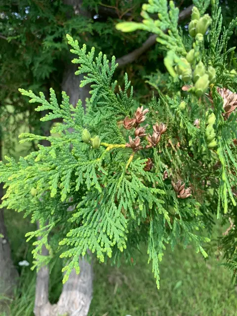 eastern white cedar
