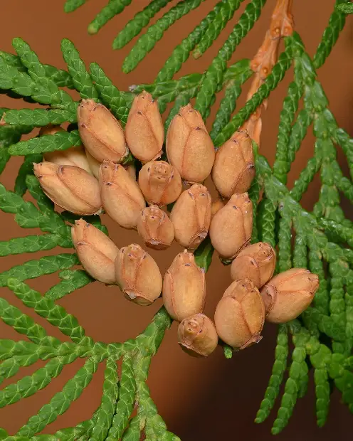 eastern white cedar, seed / fruit