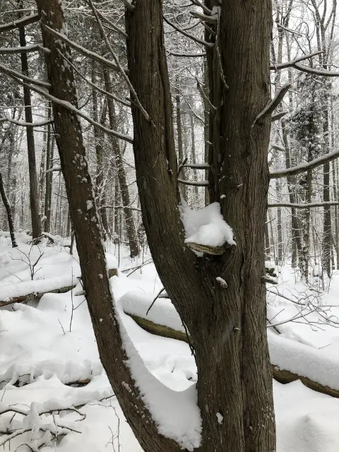 eastern white cedar, winter