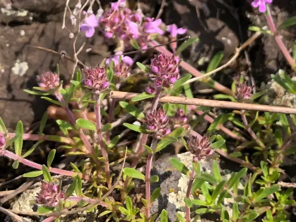 Wild thyme, bud