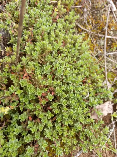 Wild thyme, emergence