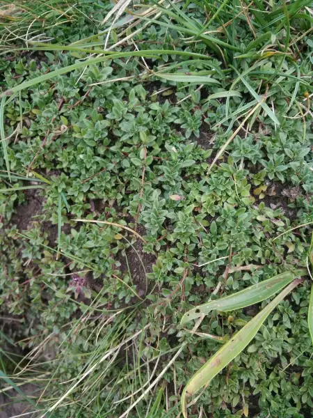 Wild thyme, fall