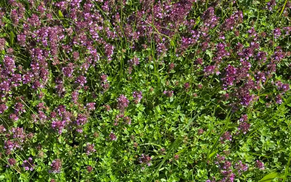Wild thyme, flower