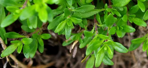 Wild thyme, foliage