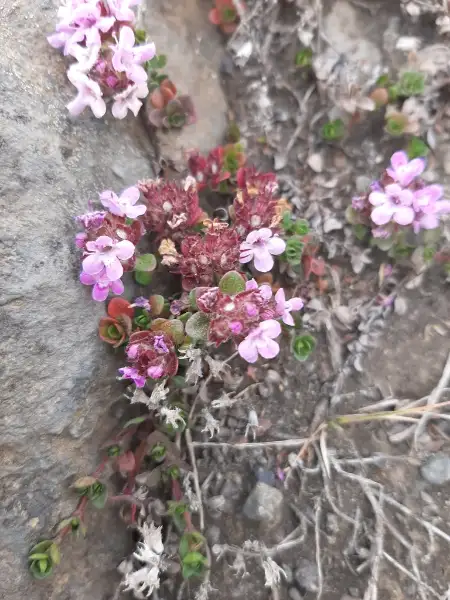 Wild thyme