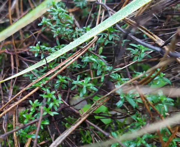 Wild thyme, winter