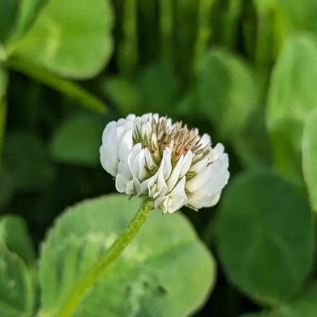 White clover, bud