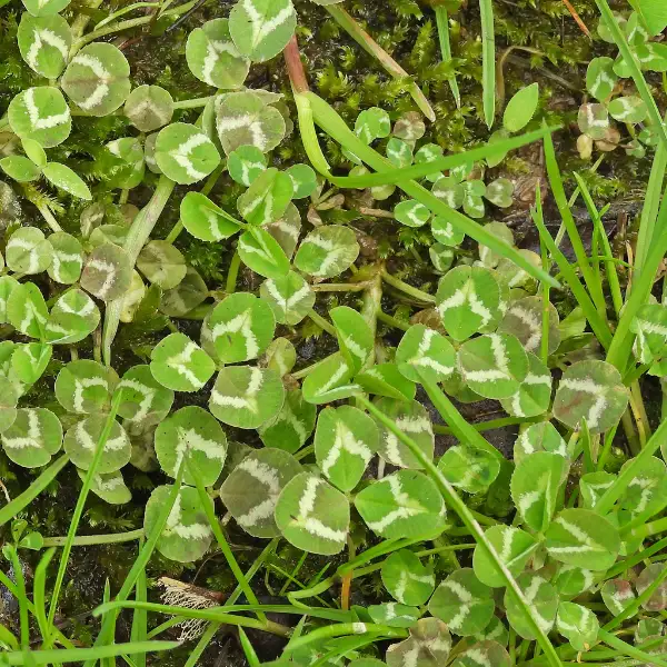 White clover, emergence