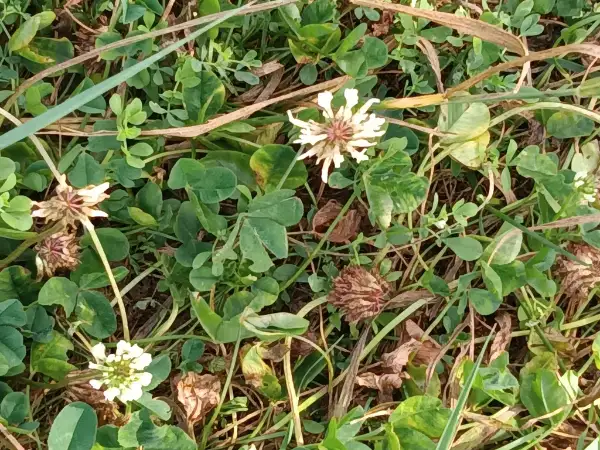 White clover, fall