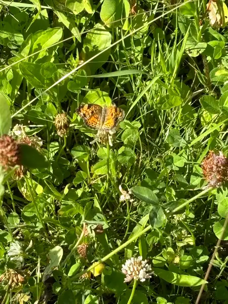 White clover