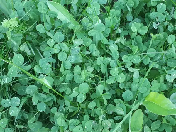 White clover, foliage
