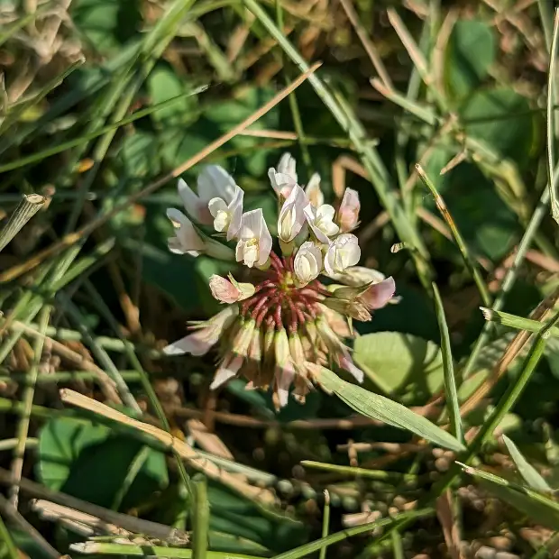White clover, seed / fruit