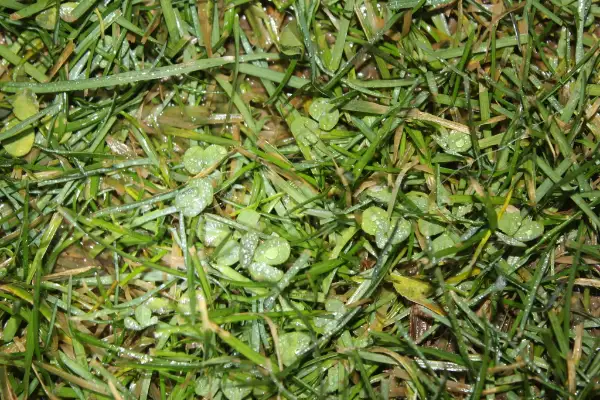 White clover, winter
