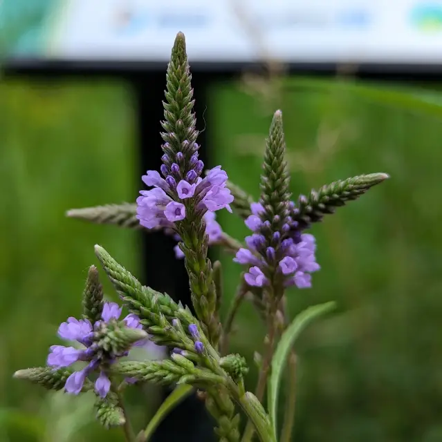 Blue vervain, bud