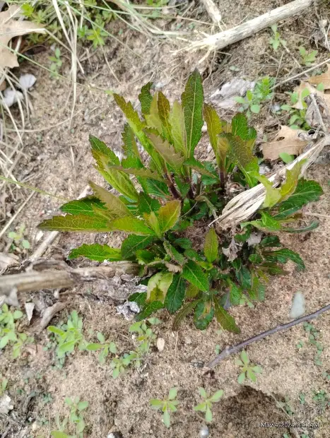 Blue vervain, emergence