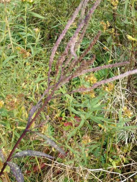 Blue vervain, fall