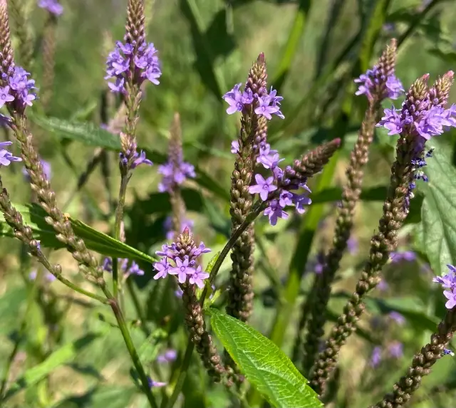 Blue vervain, flower