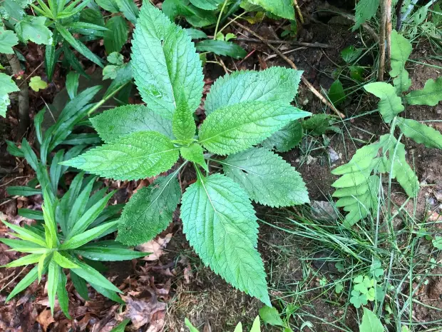 Blue vervain, foliage