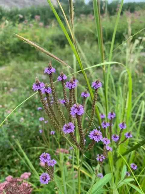 Blue vervain