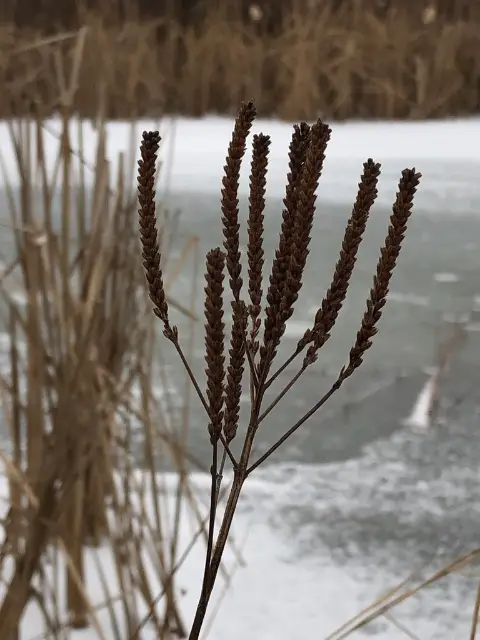 Blue vervain, winter