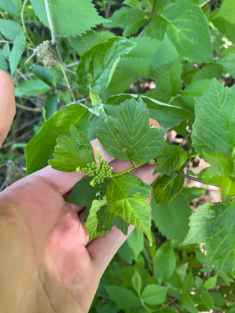 Highbush cranberry, bud