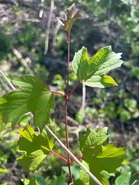 Highbush cranberry, emergence