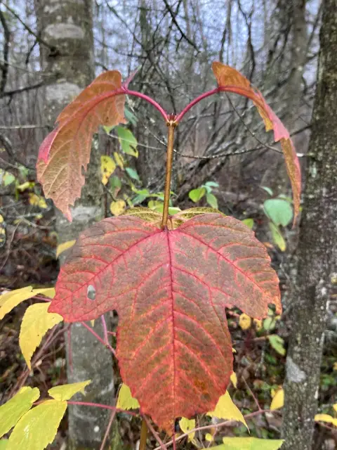 Highbush cranberry, fall