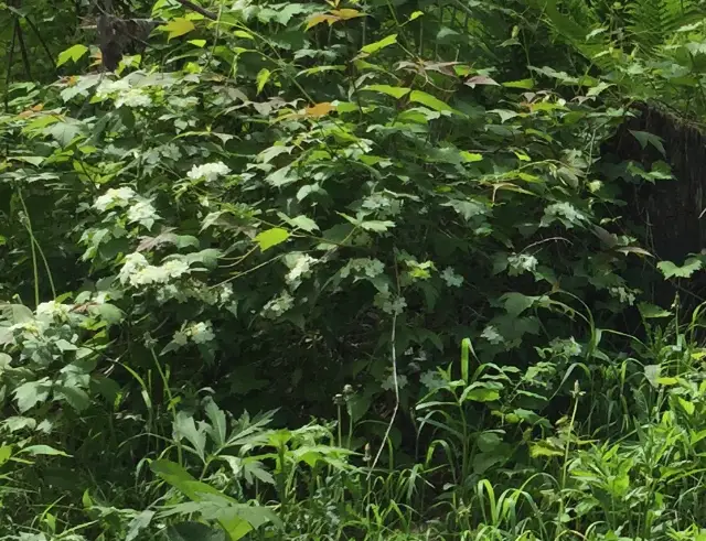 Highbush cranberry, flower