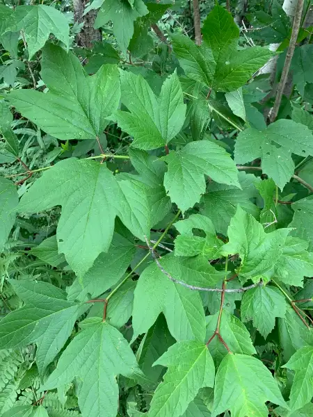 Highbush cranberry