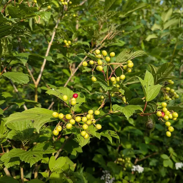 Highbush cranberry, seed / fruit