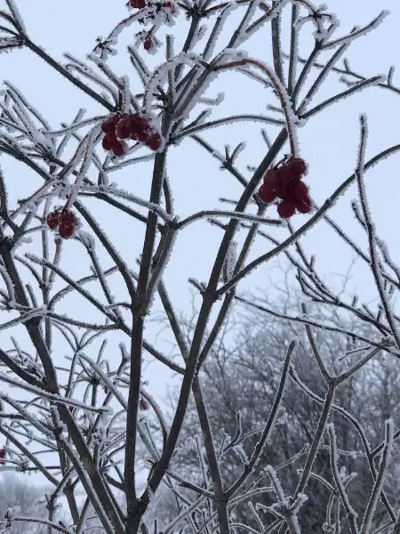 Highbush cranberry, winter